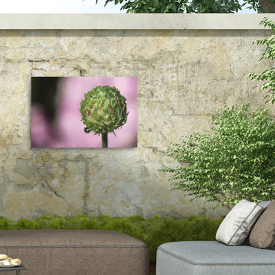 Kurt Shaffer Garlic Seed Head Study On Pink Outdoor Canvas