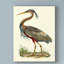 «Custom Purple Heron» par John Selby, reproduction sur toile-33522023