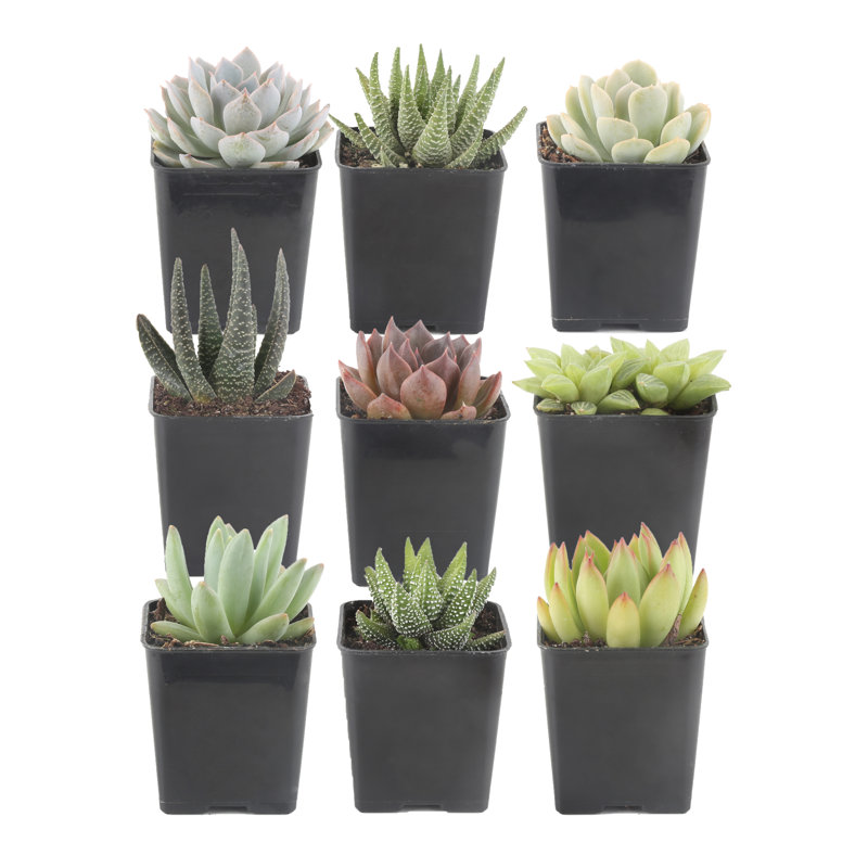 9 Piece Costa Farms Live Succulent Low Maintenance Plant in Plastic Nursery Pot