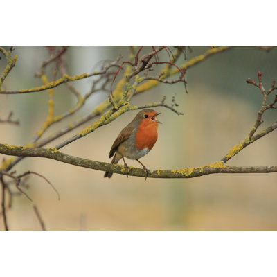 Robin by Scott-Cartwright - No Frame Print on Canvas