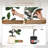 Rubber Tree Artificial Tree In White Planter Pot-507429937
