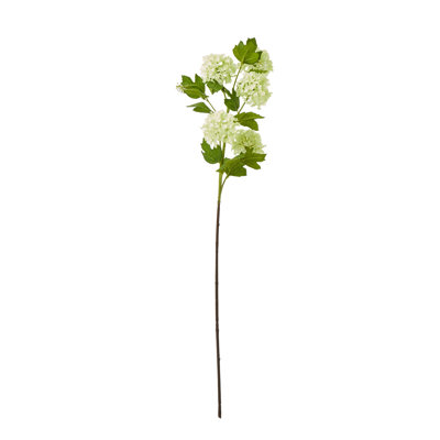 Anastasija Arrangement