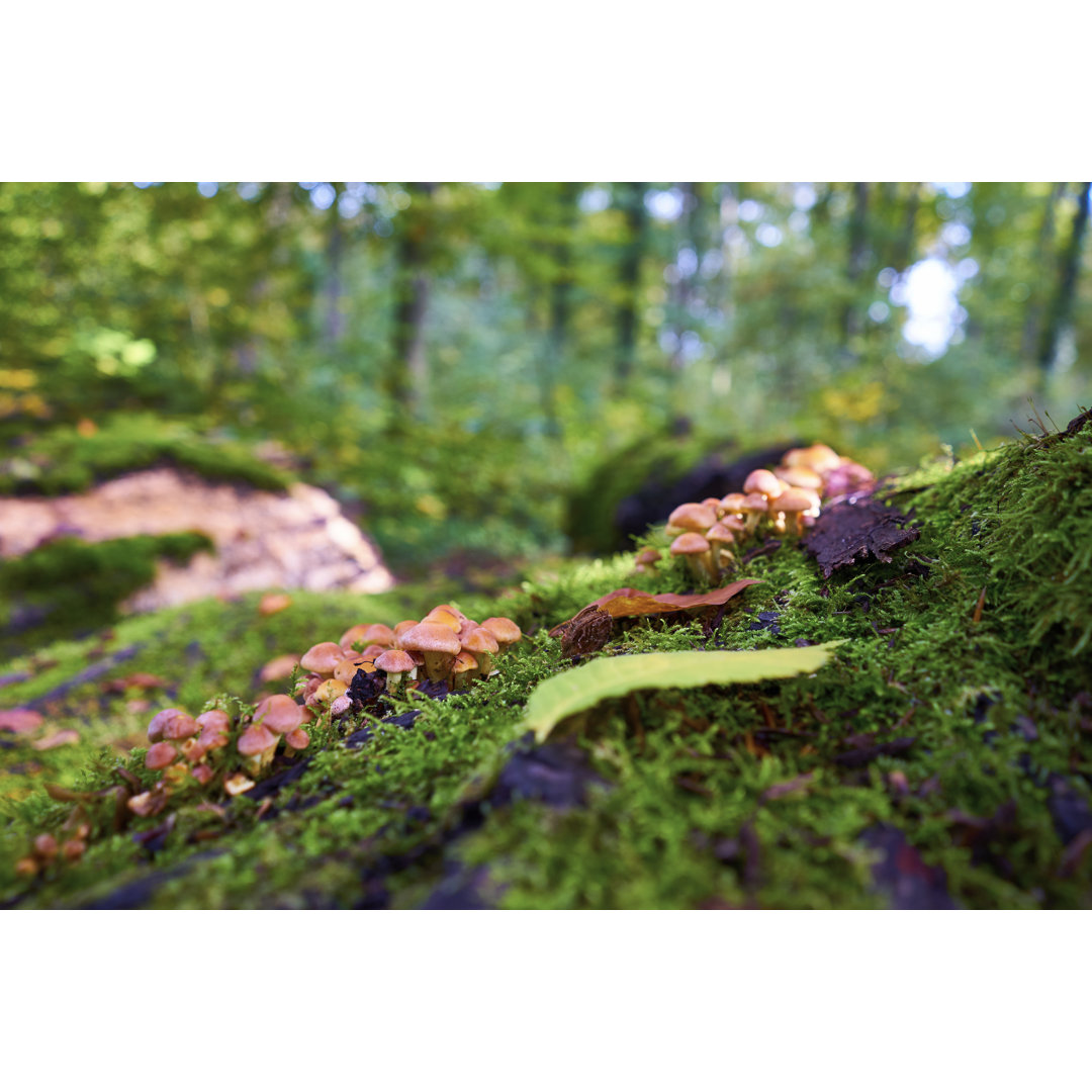 Essbare Pilze im Wald