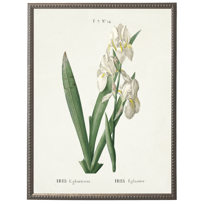Iris blanc sur fond blanc