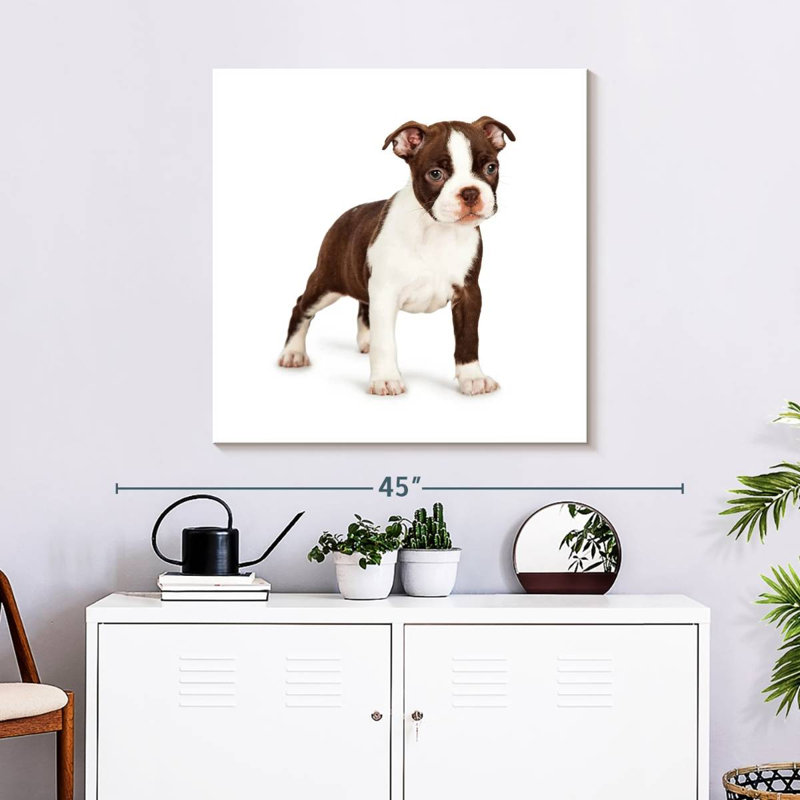 Crowle Baby Boston Terrier, H 30 po x l 30 po
