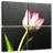 Red Tipped White Tulips-1824830181