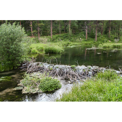 " Beaver Dam "
