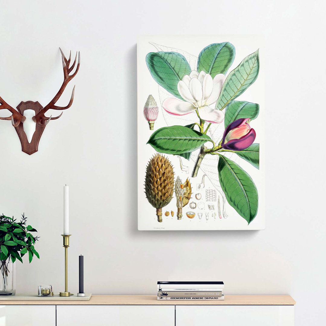 Himalayan Magnolia Flower by W. H. Fitch - Wrapped Canvas