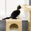 Arbre à chat, arbre à chat tressé pour l'intérieur, tour pour chats