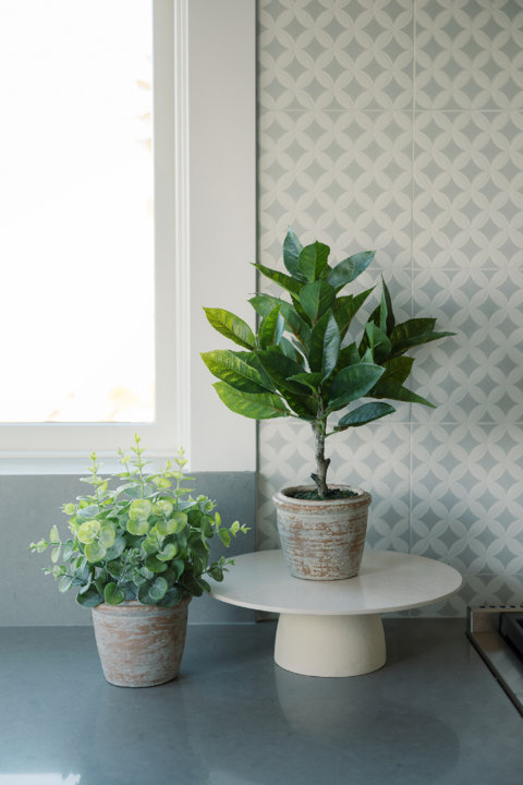 Plants