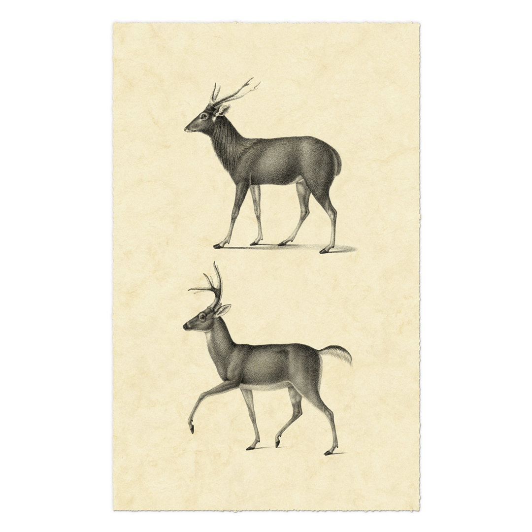 Leinwandbild Vintage Deer II