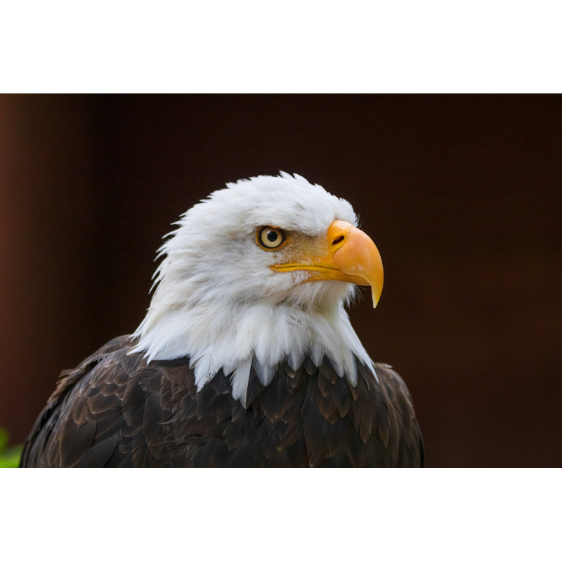Bientot Eagle par Emilynorton