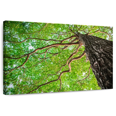 Harnek Tree Branches