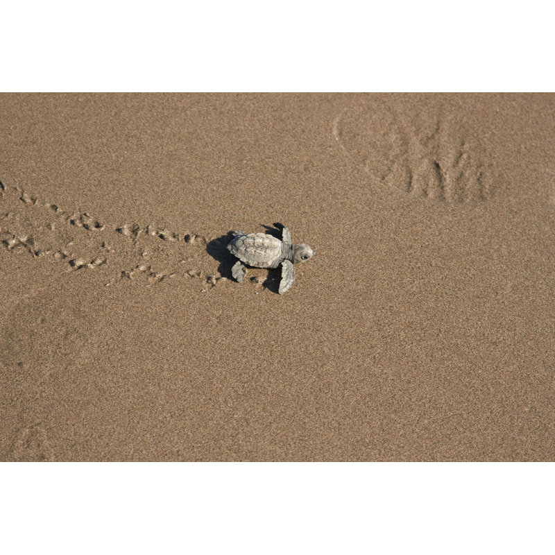 «Exmore Footprints In The Sand» par Darienp - photographie sur toile tendue, H 8 po x l 12 po