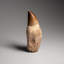 Genuine Mosasaur Tooth With Root From Morocco (133.9 Grams)