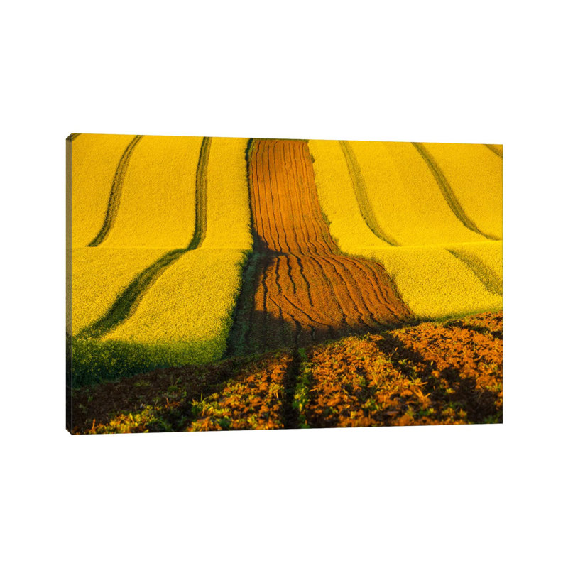 Czech Republic, Moravia, Rapeseed Field II 1 Piece Wrapped Canvas Wall Art, 20.32cm H x 20.32cm W x 1.905cm D