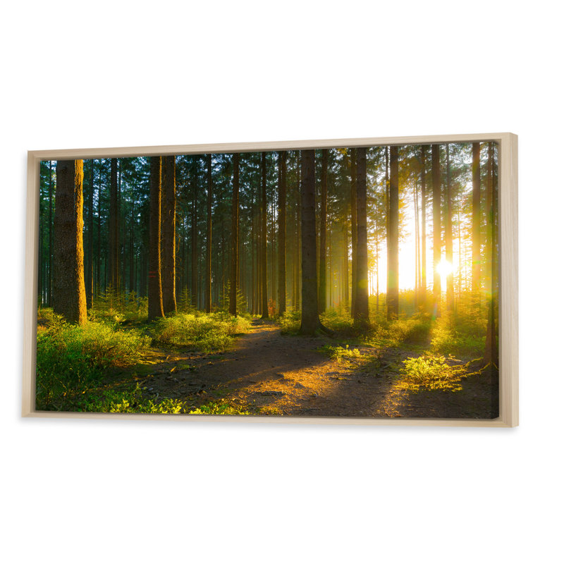 Lever de soleil dans la forêt verte - Photographie sur toile, H 30 po x l 40 po x P 1,5 po, Cadre brun