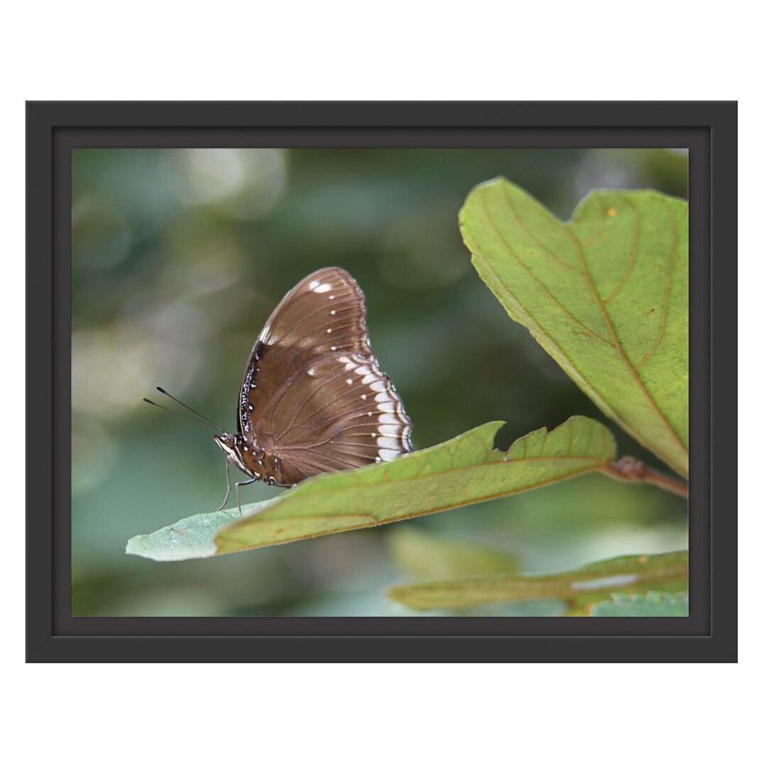 Gerahmtes Wandbild kleine bräunlicher Schmetterling