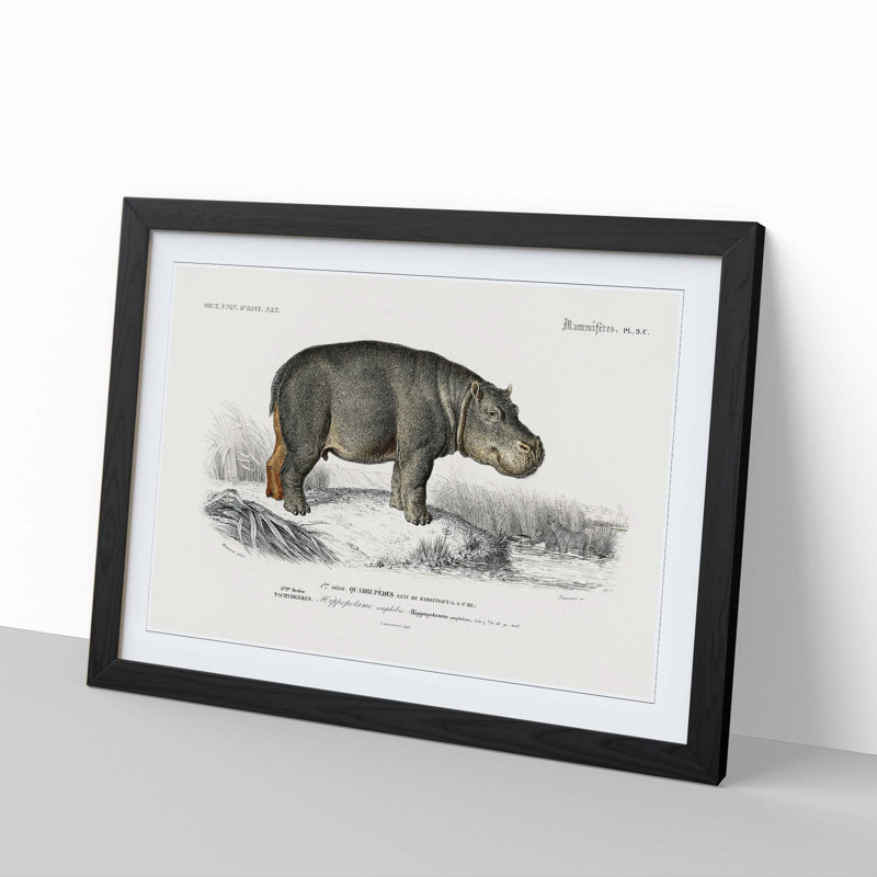 Hippopotamus Illustration by Charles D'Orbigny - Picture Frame Painting Print, 48cm H x 65cm W x 2cm D, Black Framed