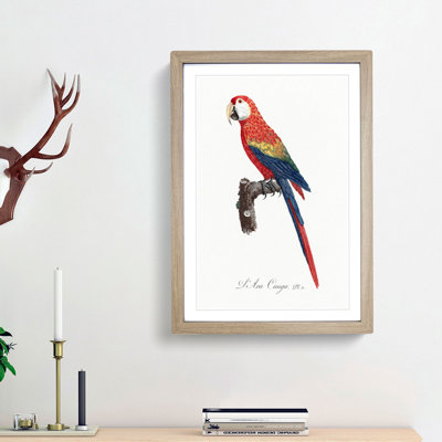 Ara Canga Parrot 1 Piece Single Picture Frame Painting