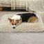 Coussin de siège pour animal de compagnie-863325952-863325964