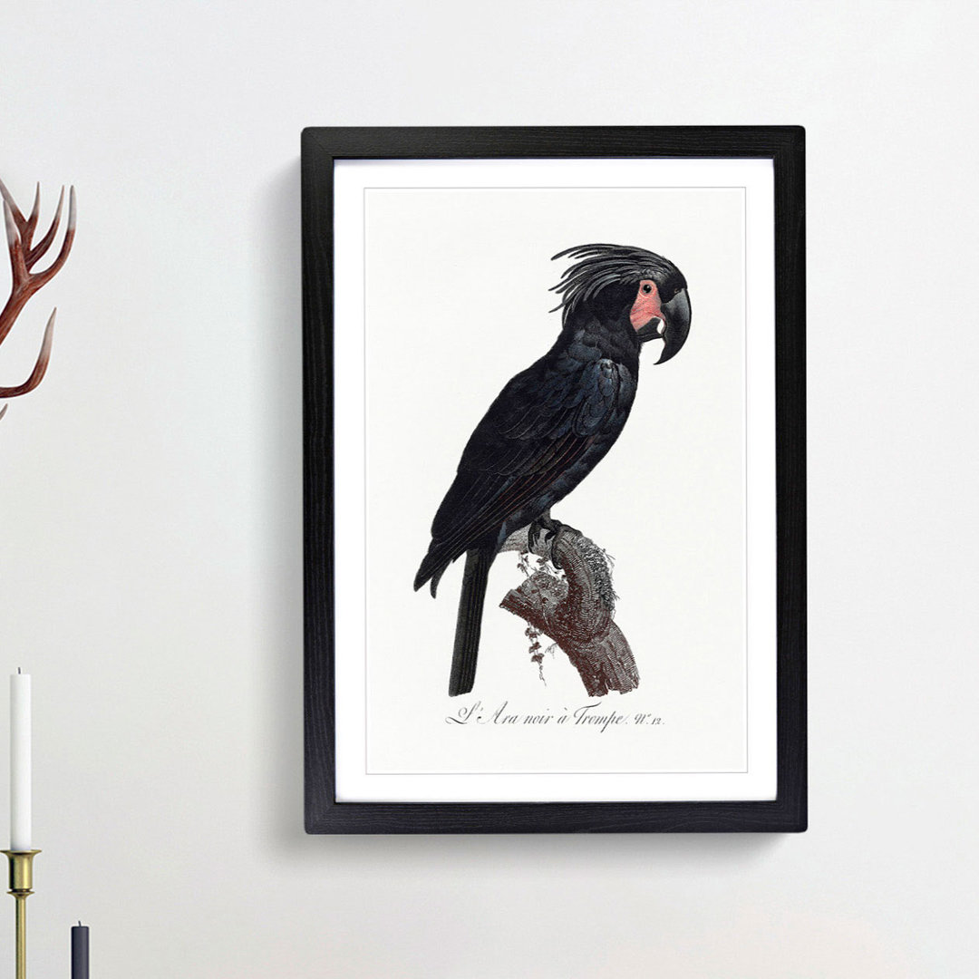 Palm Cockatoo by F. Levaillant - Framed Print