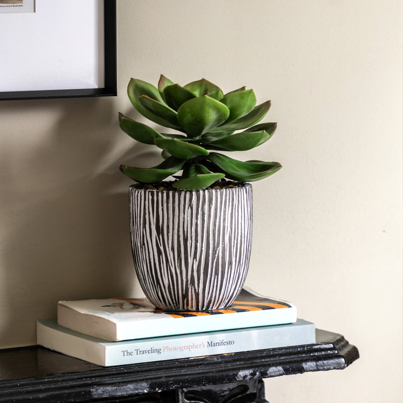 Potted Succulent in Ribbed Black Ceramic Pot