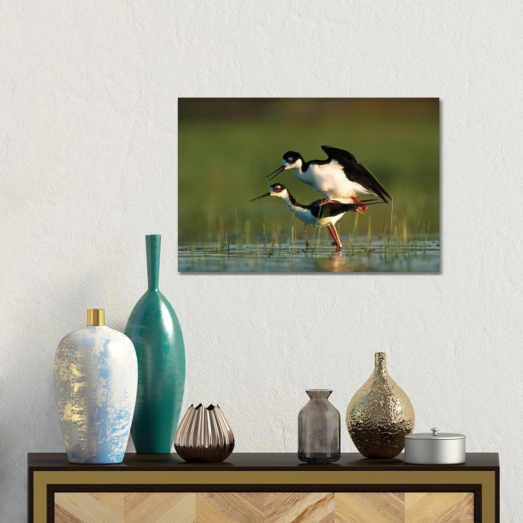 Black-Necked Stilt Couple Mating, North America von Tim Fitzharris - Gallery-Wrapped Canvas Giclée on Canvas