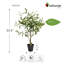 Olive artificiel 33 po