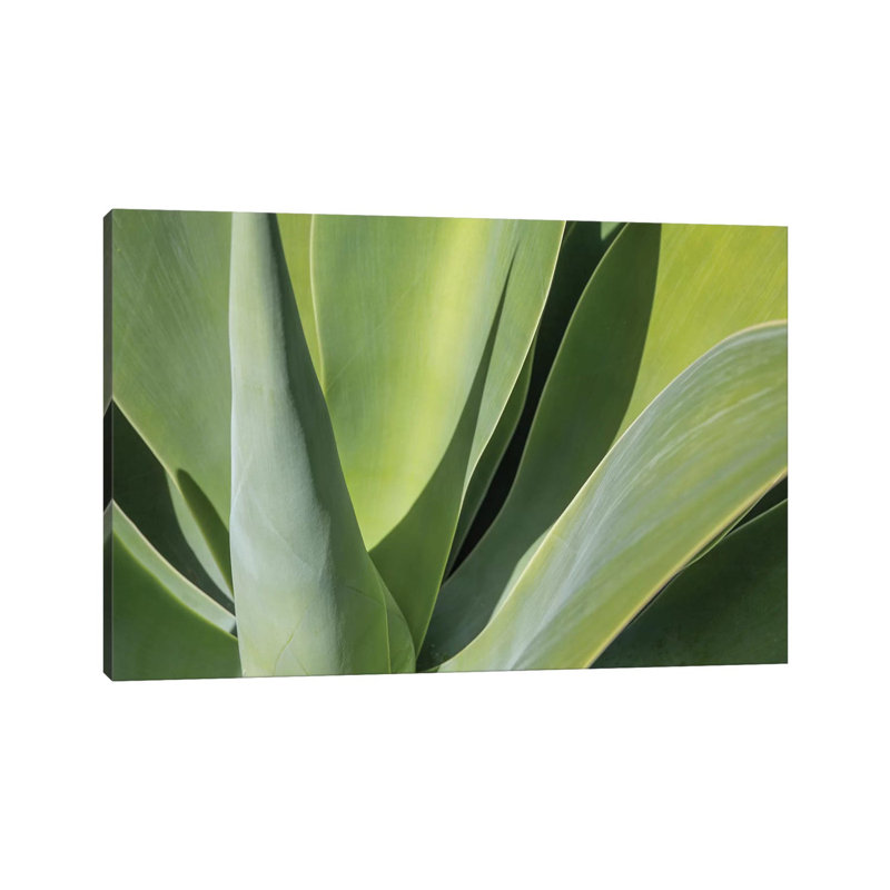 Aloe I by Barbara Markoff - Wrapped Canvas Print, 20.32cm H x 30.48cm W x 1.91cm D