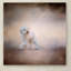 «Bichon on the Go» de Vidur, impression sur toile tendue-22069111