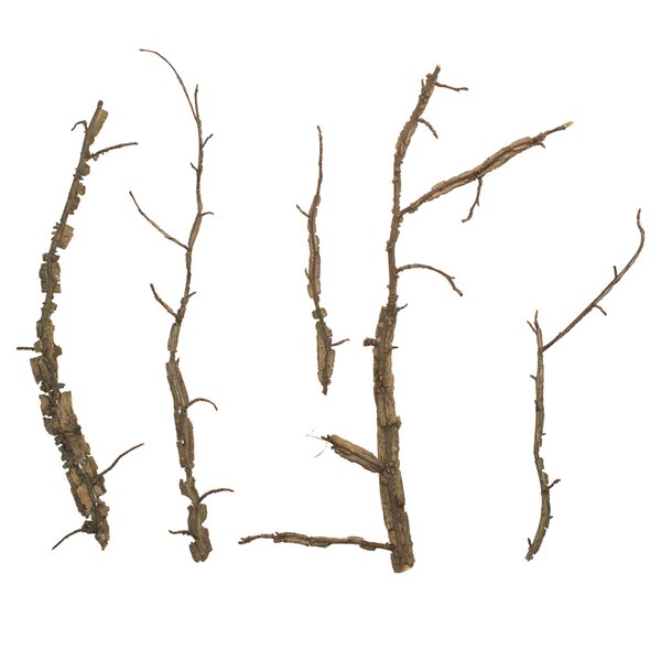 30 Birch Twigs Decorative Branches