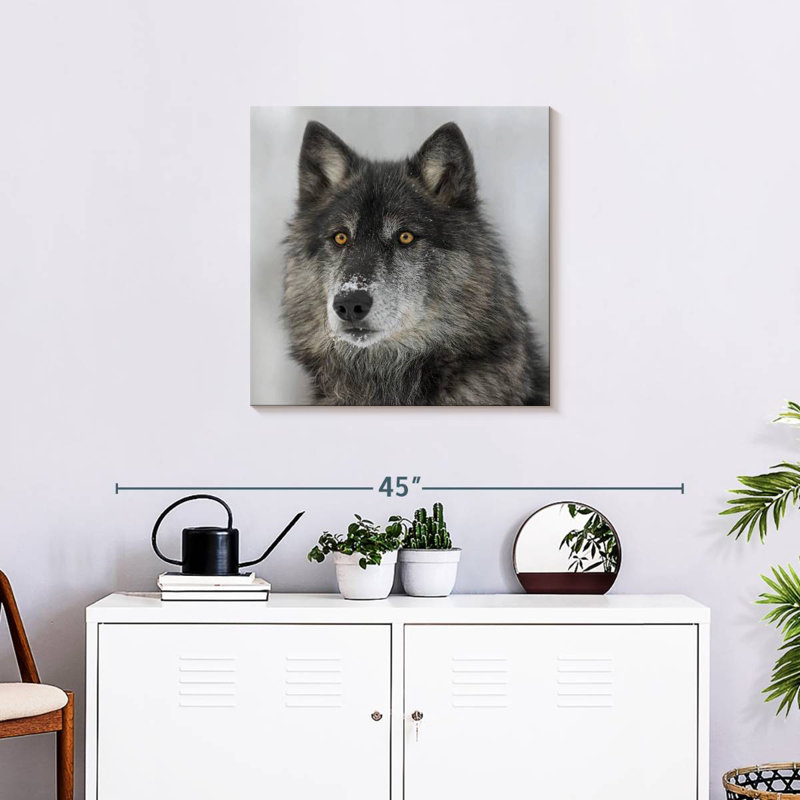 Crowle Surprised Wolf, 24" H x 24" W