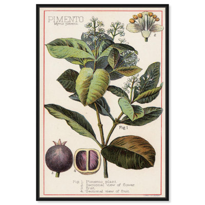 Reproduction botanique sur toile Pimento par Art Remedy