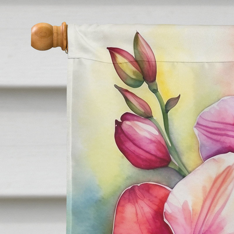 House Flag, Miltoniopsis Orchids
