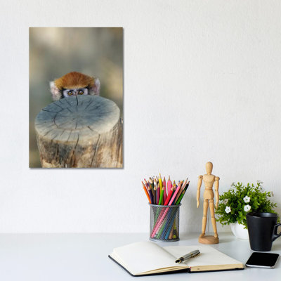 Haloo 1 Piece Wrapped Canvas Wall Art