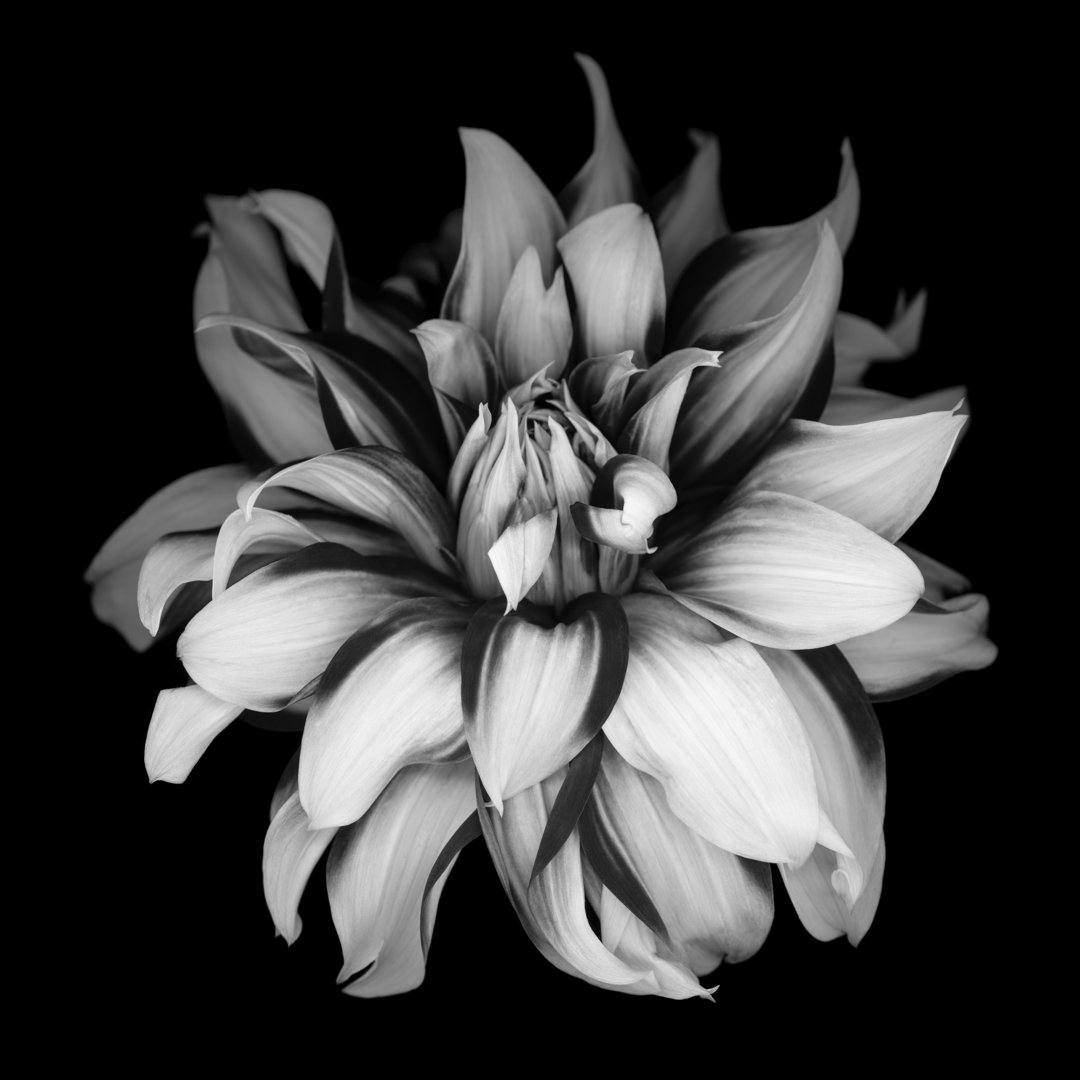 Monochrome Dahlia von OGphoto - Druck