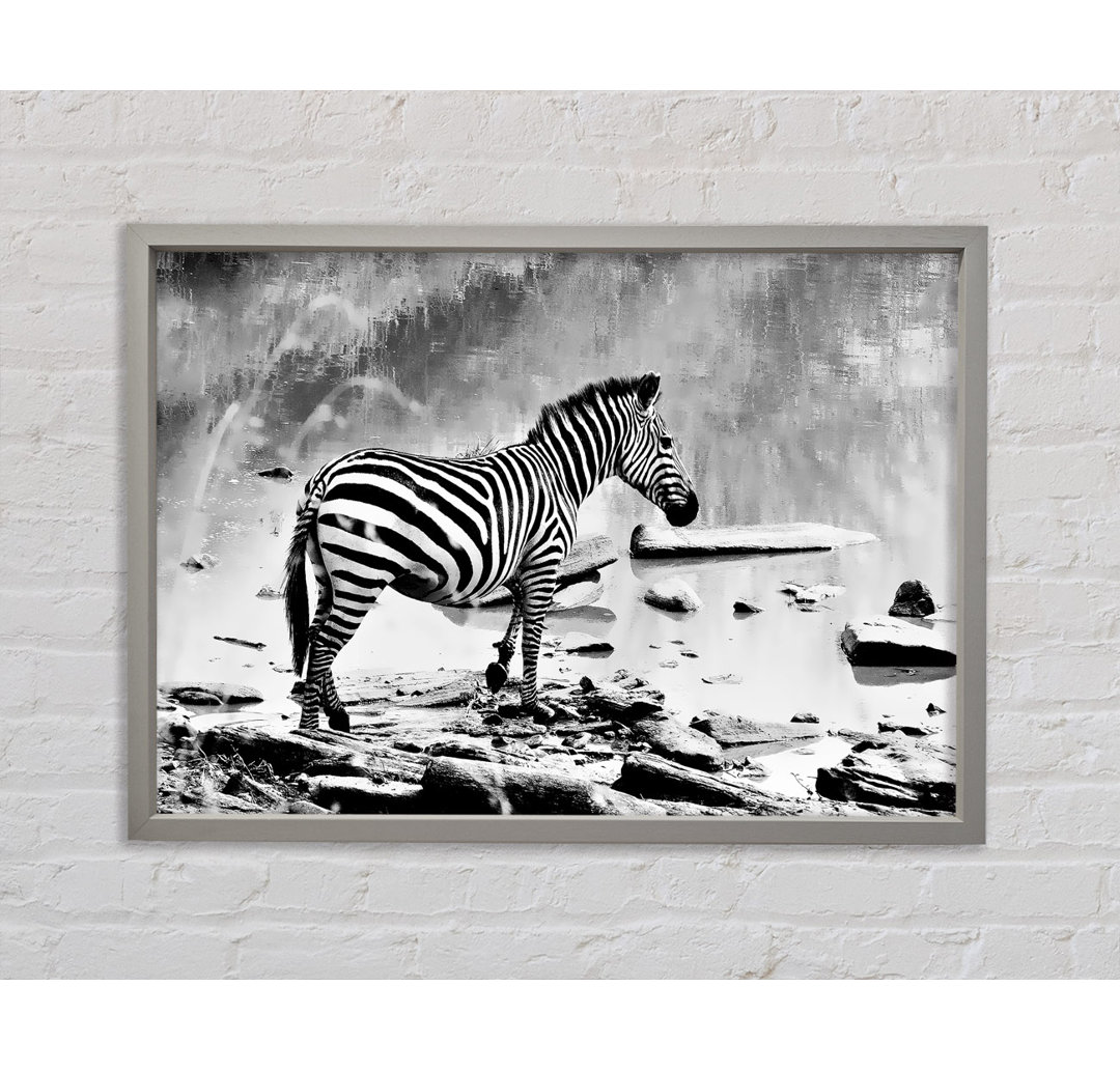 Zebras Watering Hole B N W - Druck