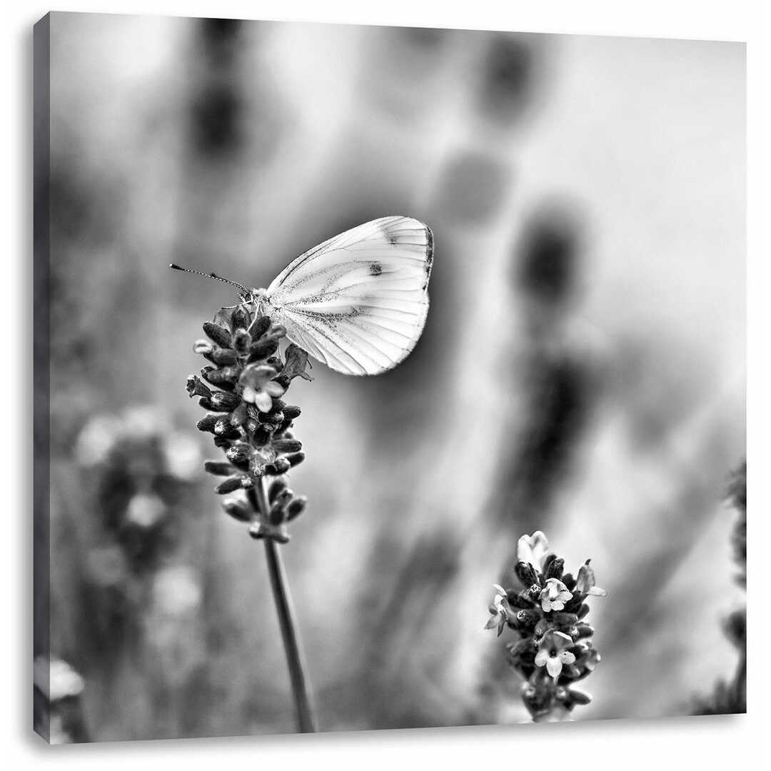 Leinwandbild Schmetterling auf Lavendel