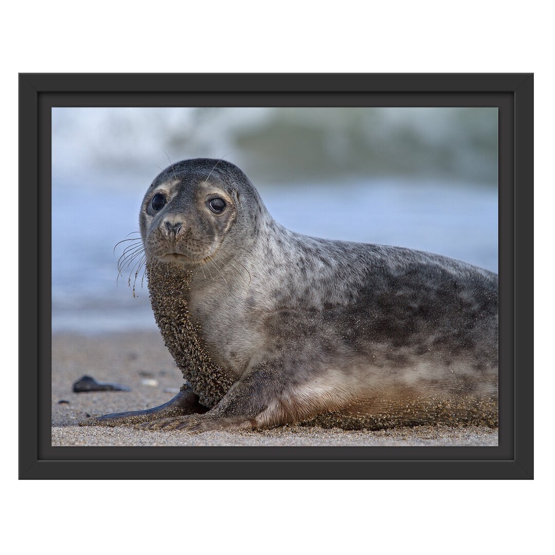 Gerahmtes Wandbild niedliche Robbe am Strand