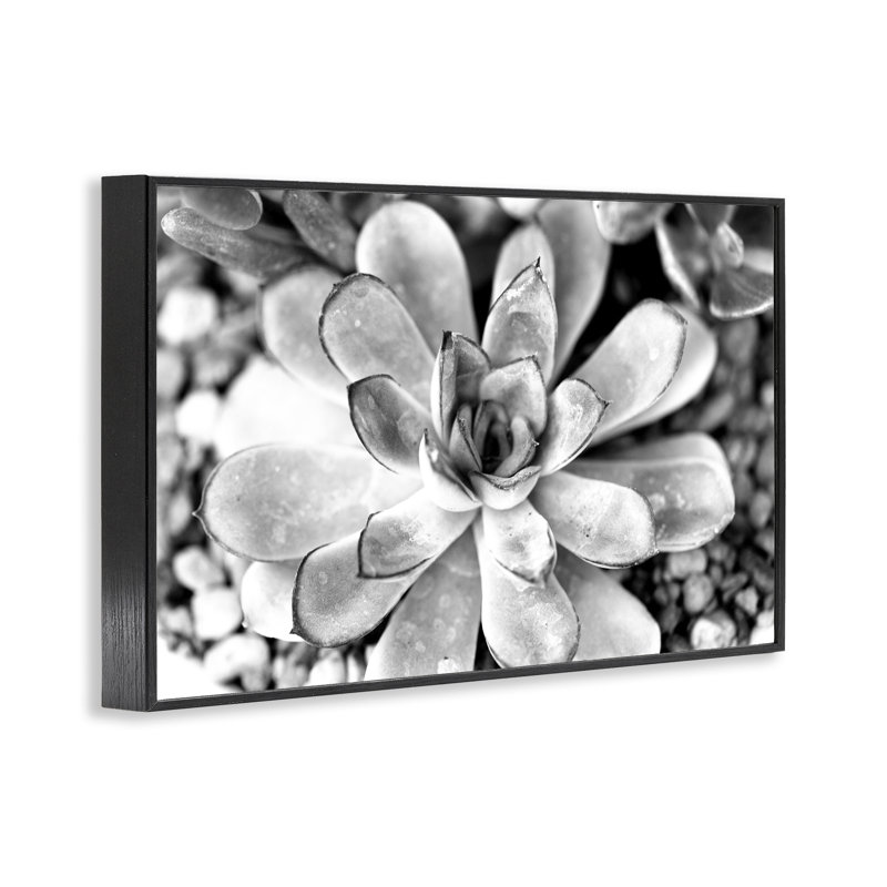 Feuilles de plantes grasses monochromes, estampe numérique par Susan Bryant, Giclée encadrée noir minuit, H 20 po x l 30 po