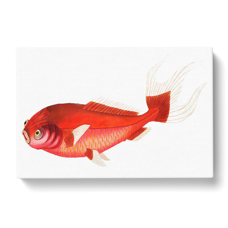 Scarlet Carp Fish by George Shaw - Wrapped Canvas, 40cm H x 60cm W x 3cm D
