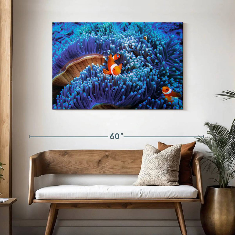 Bali sea anemone clownfish Aletra, H 30 po x l 45 po