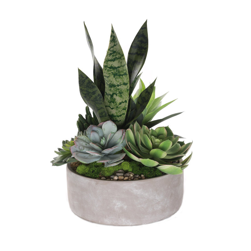 Succulent in Pot
