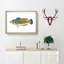 Striped Bass Fish by Edward Donovan - Framed Print-55615413-55615415