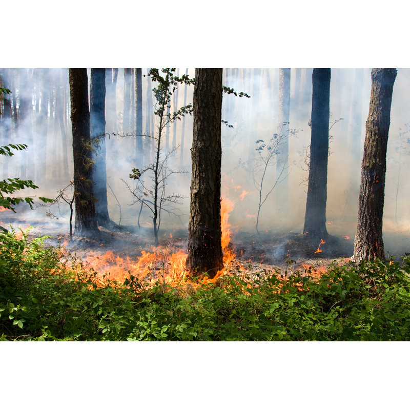 Photographie sur toile d'un feu de forêt de Khaelyn, H 8 po x l 12 po x P 1,25 po