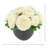 Ranunculus Arranged in Fiberstone Pot
