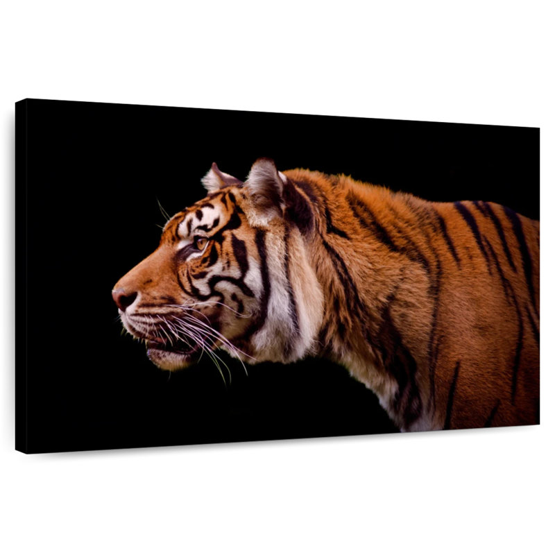 Brampt Royal Tiger, 24" H x 36" W
