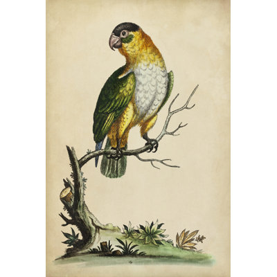 Paradise Parrots VI - Wrapped Canvas Print