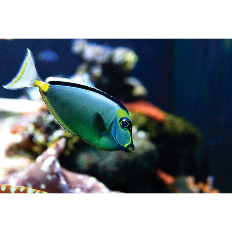 Adhésif décoratif Reef Tang, 24 po x 36 po